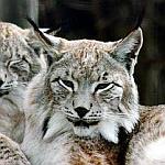 Eur. Luchs