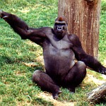 Gorilla