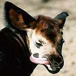 Okapi