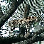 Persischer Leopard