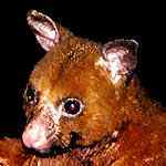 Rotes Possum