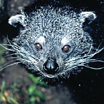 Binturong