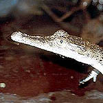 Junges Neuguinea-Krokodil