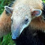 Tamandua